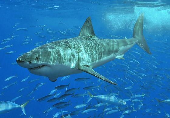 كيف تعرف طريقها بالماء؟ وماذا تفعل بالأعماق؟ 12 لغزا مثيرا عن أسماك القرش صورة رقم 4