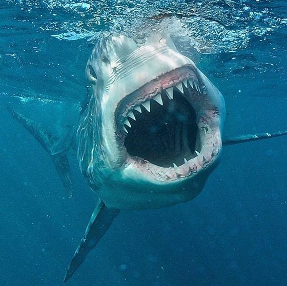 كيف تعرف طريقها بالماء؟ وماذا تفعل بالأعماق؟ 12 لغزا مثيرا عن أسماك القرش صورة رقم 10