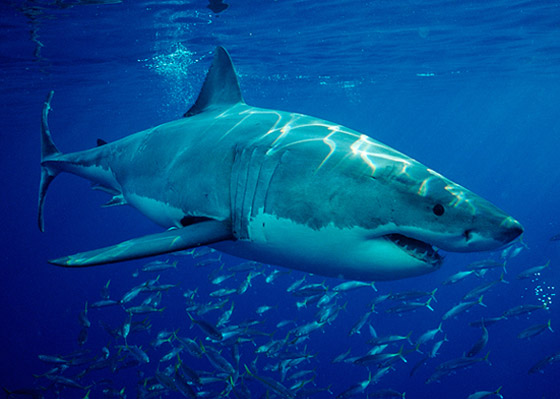 كيف تعرف طريقها بالماء؟ وماذا تفعل بالأعماق؟ 12 لغزا مثيرا عن أسماك القرش صورة رقم 7