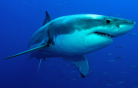 كيف تعرف طريقها بالماء؟ وماذا تفعل بالأعماق؟ 12 لغزا مثيرا عن أسماك القرش صورة رقم 11