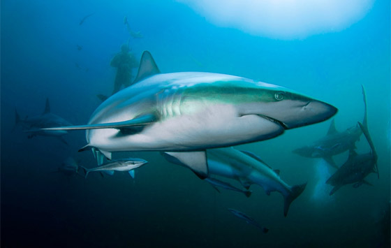 كيف تعرف طريقها بالماء؟ وماذا تفعل بالأعماق؟ 12 لغزا مثيرا عن أسماك القرش صورة رقم 1