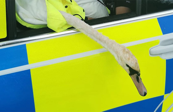 صور طريفة: شرطة بريطانية مسلحة تلقي القبض على (وزة) مشاغبة على طريقة الأفلام! صورة رقم 6