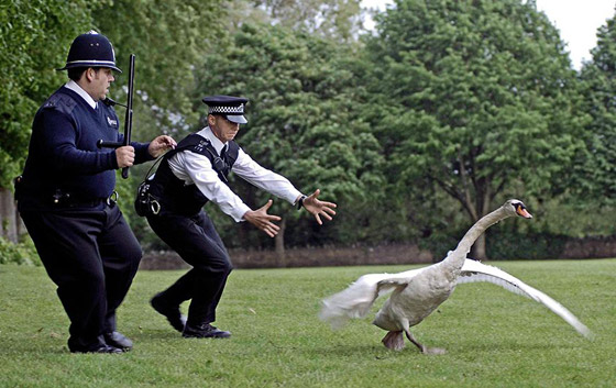 صور طريفة: شرطة بريطانية مسلحة تلقي القبض على (وزة) مشاغبة على طريقة الأفلام! صورة رقم 1