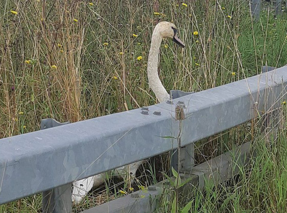 صور طريفة: شرطة بريطانية مسلحة تلقي القبض على (وزة) مشاغبة على طريقة الأفلام! صورة رقم 7