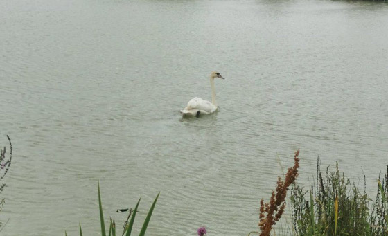 صور طريفة: شرطة بريطانية مسلحة تلقي القبض على (وزة) مشاغبة على طريقة الأفلام! صورة رقم 4