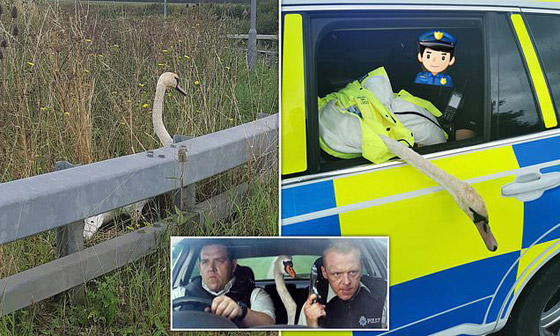 صور طريفة: شرطة بريطانية مسلحة تلقي القبض على (وزة) مشاغبة على طريقة الأفلام! صورة رقم 5