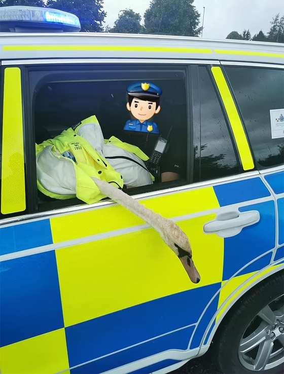 صور طريفة: شرطة بريطانية مسلحة تلقي القبض على (وزة) مشاغبة على طريقة الأفلام! صورة رقم 2