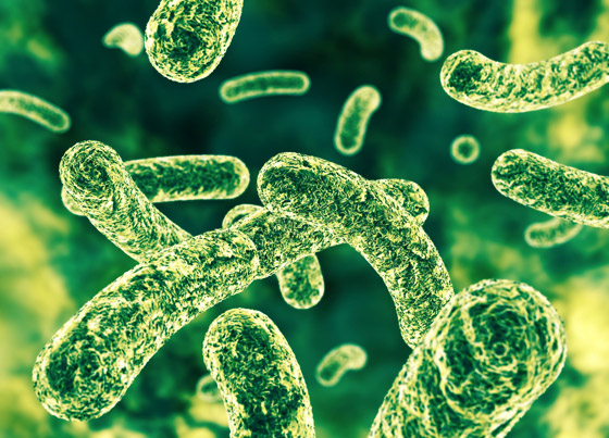 علماء يكتشفون فيروسا جديدا مفيدا للإنسان! يساهم بمكافحة عدوى البكتيريا صورة رقم 7