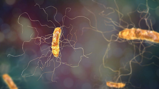 علماء يكتشفون فيروسا جديدا مفيدا للإنسان! يساهم بمكافحة عدوى البكتيريا صورة رقم 2