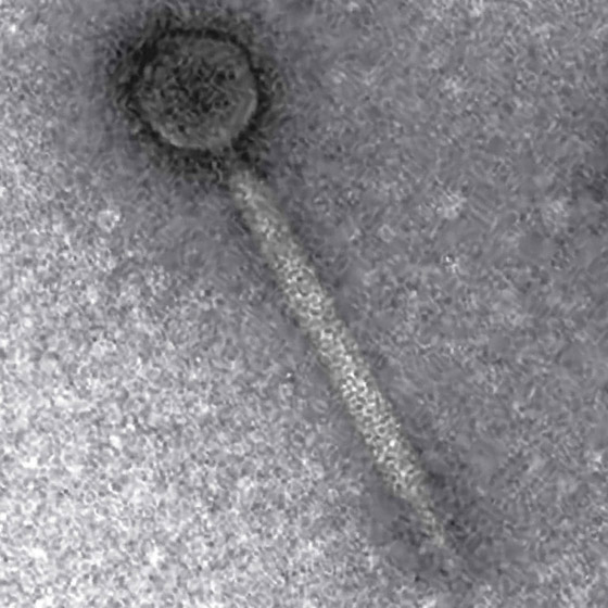 علماء يكتشفون فيروسا جديدا مفيدا للإنسان! يساهم بمكافحة عدوى البكتيريا صورة رقم 3