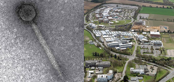 علماء يكتشفون فيروسا جديدا مفيدا للإنسان! يساهم بمكافحة عدوى البكتيريا صورة رقم 8