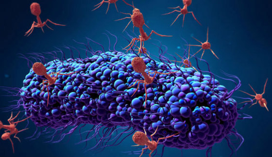 علماء يكتشفون فيروسا جديدا مفيدا للإنسان! يساهم بمكافحة عدوى البكتيريا صورة رقم 11