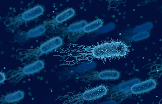 علماء يكتشفون فيروسا جديدا مفيدا للإنسان! يساهم بمكافحة عدوى البكتيريا صورة رقم 13