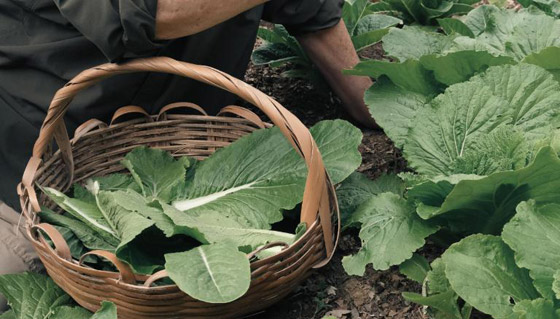 شيف ينشئ غابة صالحة للأكل بعد أن كانت أرض قاحلة.. ما سرها؟ صور صورة رقم 3