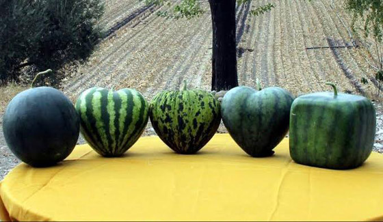 تعرفوا إلى 10 أشياء لا توجد إلا في اليابان، حتى إن تجولت بالعالم بأسره! صورة رقم 5