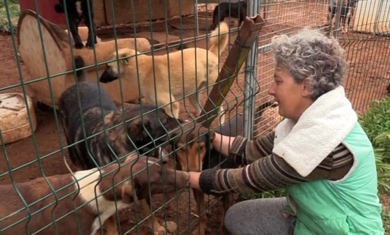 تركيا.. عازفة بيانو أذربيجانية تعتني بـ200 كلب وقطة صورة رقم 1