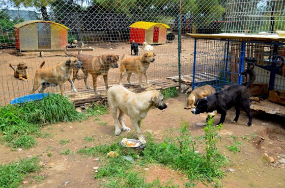 تركيا.. عازفة بيانو أذربيجانية تعتني بـ200 كلب وقطة صورة رقم 3