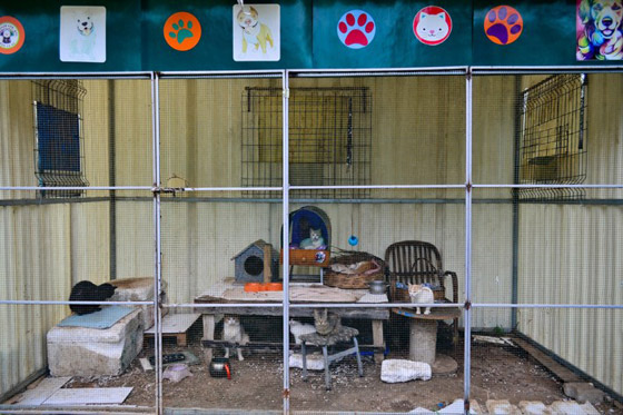 تركيا.. عازفة بيانو أذربيجانية تعتني بـ200 كلب وقطة صورة رقم 5