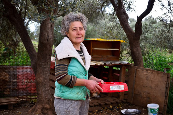 تركيا.. عازفة بيانو أذربيجانية تعتني بـ200 كلب وقطة صورة رقم 6