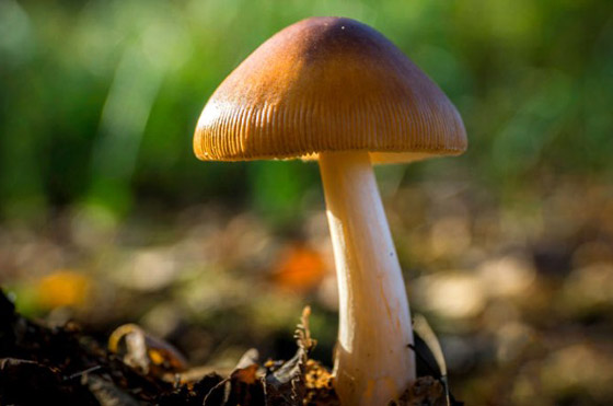 بالصور: تعرفوا إلى أكثر أنواع الفطر المخيفة وأغربها حول العالم صورة رقم 1