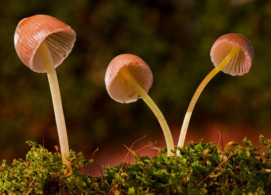 بالصور: تعرفوا إلى أكثر أنواع الفطر المخيفة وأغربها حول العالم صورة رقم 2