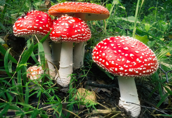 بالصور: تعرفوا إلى أكثر أنواع الفطر المخيفة وأغربها حول العالم صورة رقم 3