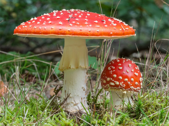 بالصور: تعرفوا إلى أكثر أنواع الفطر المخيفة وأغربها حول العالم صورة رقم 4