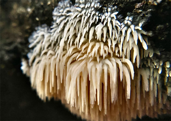 بالصور: تعرفوا إلى أكثر أنواع الفطر المخيفة وأغربها حول العالم صورة رقم 5