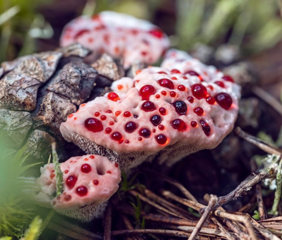 بالصور: تعرفوا إلى أكثر أنواع الفطر المخيفة وأغربها حول العالم صورة رقم 6
