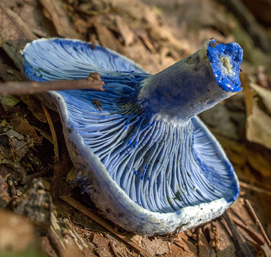 بالصور: تعرفوا إلى أكثر أنواع الفطر المخيفة وأغربها حول العالم صورة رقم 7