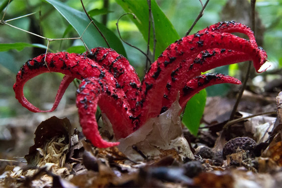 بالصور: تعرفوا إلى أكثر أنواع الفطر المخيفة وأغربها حول العالم صورة رقم 8