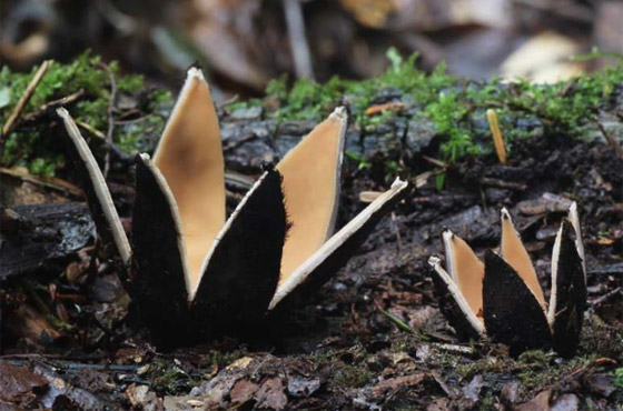بالصور: تعرفوا إلى أكثر أنواع الفطر المخيفة وأغربها حول العالم صورة رقم 10