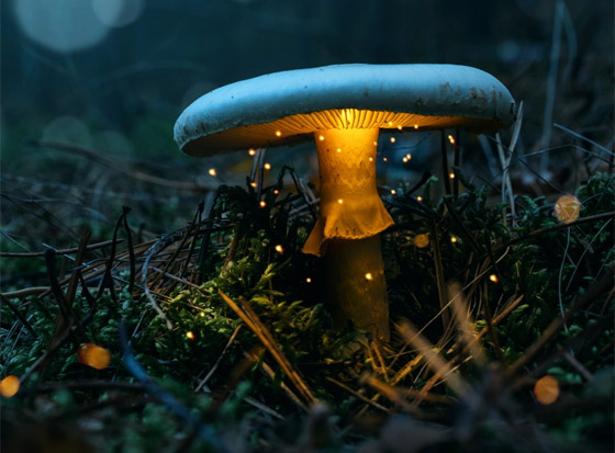 بالصور: تعرفوا إلى أكثر أنواع الفطر المخيفة وأغربها حول العالم صورة رقم 11