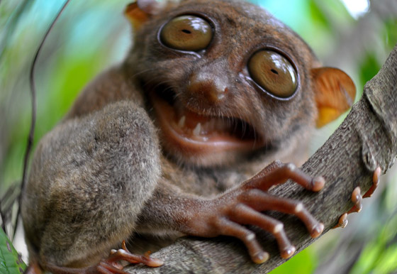 بالصور: تعرفوا إلى أغرب الحيوانات الأقوى بصرا في العالم صورة رقم 1