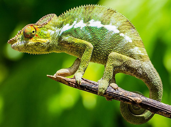 بالصور: تعرفوا إلى أغرب الحيوانات الأقوى بصرا في العالم صورة رقم 2