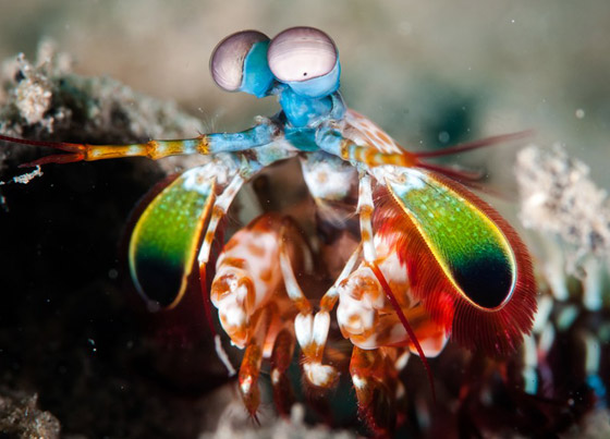 بالصور: تعرفوا إلى أغرب الحيوانات الأقوى بصرا في العالم صورة رقم 3