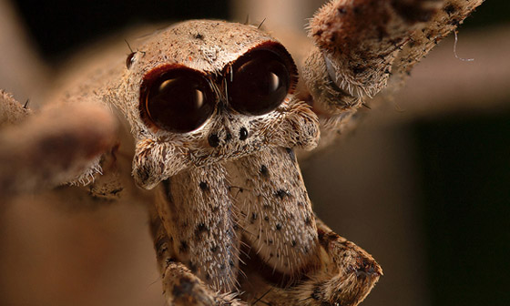 بالصور: تعرفوا إلى أغرب الحيوانات الأقوى بصرا في العالم صورة رقم 4