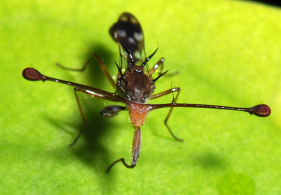 بالصور: تعرفوا إلى أغرب الحيوانات الأقوى بصرا في العالم صورة رقم 5