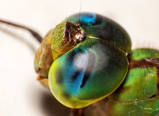 بالصور: تعرفوا إلى أغرب الحيوانات الأقوى بصرا في العالم صورة رقم 6