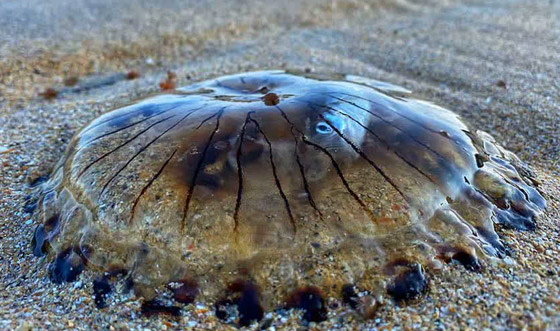 سمكة داخل قنديل البوصلة.. مشهد لا يصدق من عالم البحار على اليابسة! صورة رقم 2