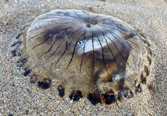 سمكة داخل قنديل البوصلة.. مشهد لا يصدق من عالم البحار على اليابسة! صورة رقم 3