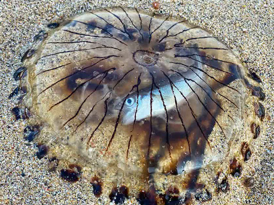 سمكة داخل قنديل البوصلة.. مشهد لا يصدق من عالم البحار على اليابسة! صورة رقم 4