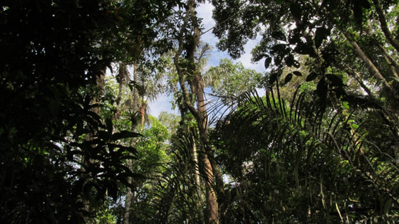 على كوكب صاخب.. كيف تكافح هذه المنظمة للحفاظ على آخر الأماكن الهادئة؟ صورة رقم 4