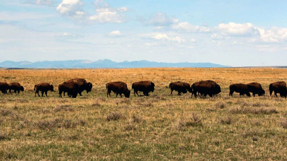 على كوكب صاخب.. كيف تكافح هذه المنظمة للحفاظ على آخر الأماكن الهادئة؟ صورة رقم 6
