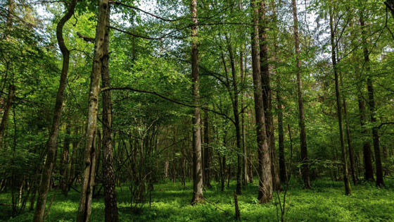 على كوكب صاخب.. كيف تكافح هذه المنظمة للحفاظ على آخر الأماكن الهادئة؟ صورة رقم 10