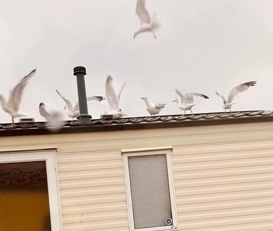 فيديو وصور: أغرب طريقة للانتقام من الجيران المزعجين.. والبادئ أظلم! صورة رقم 1