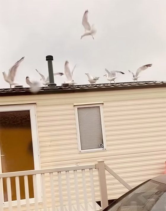 فيديو وصور: أغرب طريقة للانتقام من الجيران المزعجين.. والبادئ أظلم! صورة رقم 6