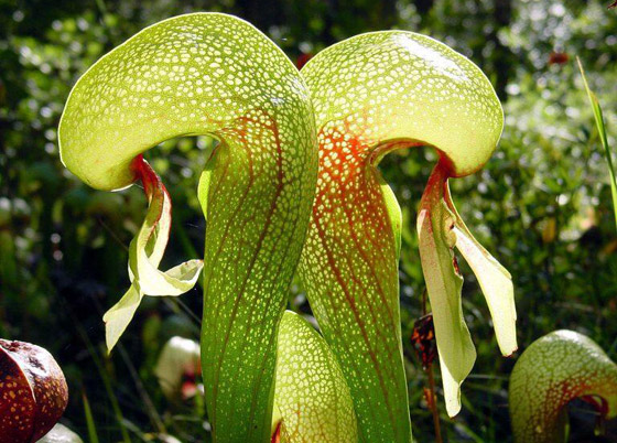 بالصور: تعرفوا إلى أغرب النباتات في العالم التي تثير الدهشة صورة رقم 1