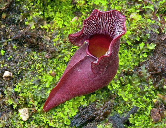 بالصور: تعرفوا إلى أغرب النباتات في العالم التي تثير الدهشة صورة رقم 2