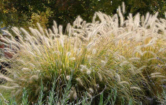 بالصور: تعرفوا إلى أغرب النباتات في العالم التي تثير الدهشة صورة رقم 4